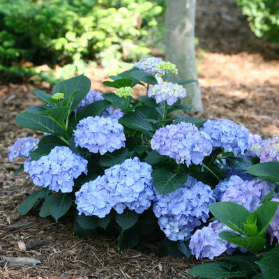 Let's Dance Hydrangea from Proven Winners Blue Jangles flowering shrub