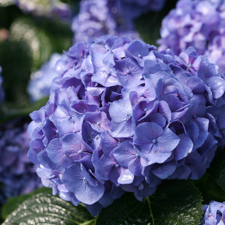 Buy Let's Dance® Blue Jangles® Hydrangea for Sale | Perfect Plants