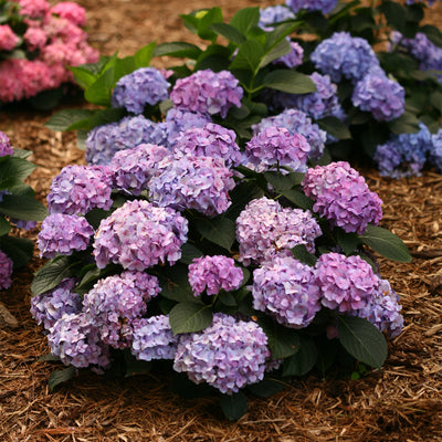 Let's Dance Hydrangea Blue Jangles pink and blue flowers