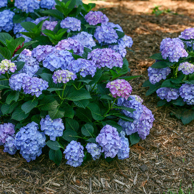 Let's Dance Hydrangea Blue Jangles pink and blue flowers