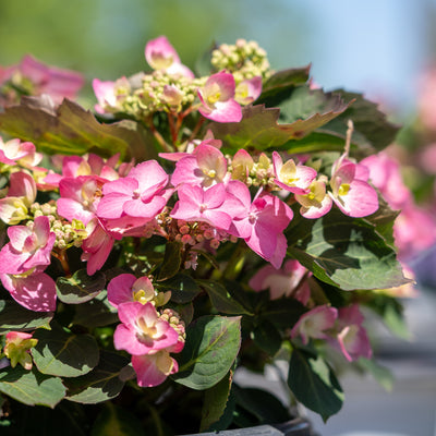 Let’s Dance® Can Do!® Hydrangea Shrub