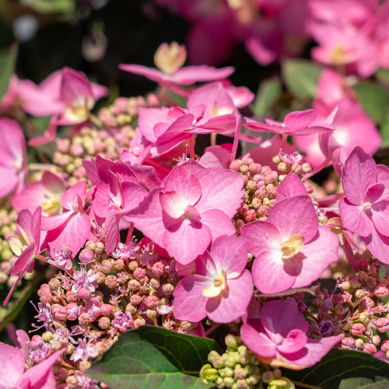 Let’s Dance® Can Do!® Hydrangea Shrub