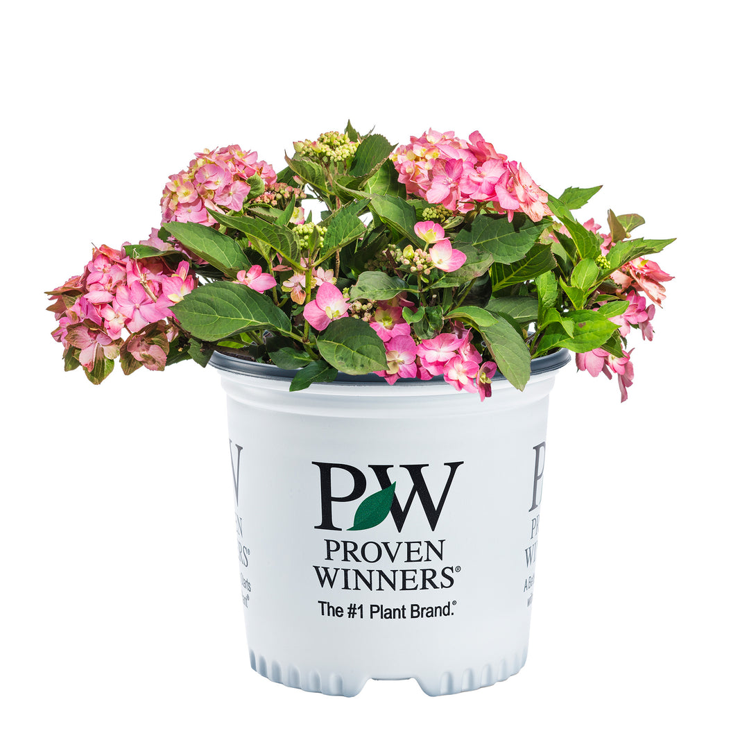 Buy Let's Dance® Can Do!® Hydrangea for Sale | Perfect Plants