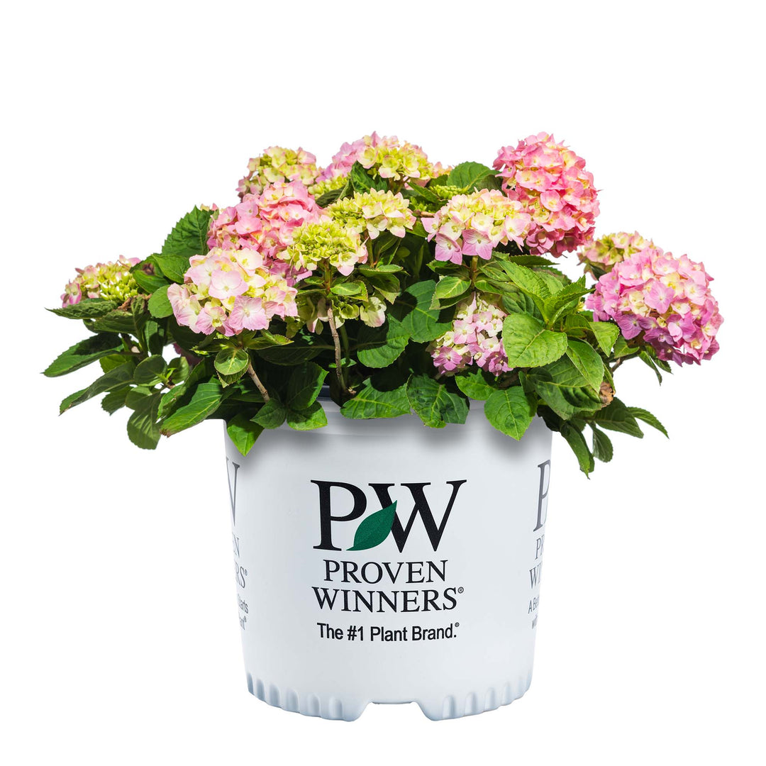Buy Let's Dance® Sky View® Hydrangea for Sale | Perfect Plants
