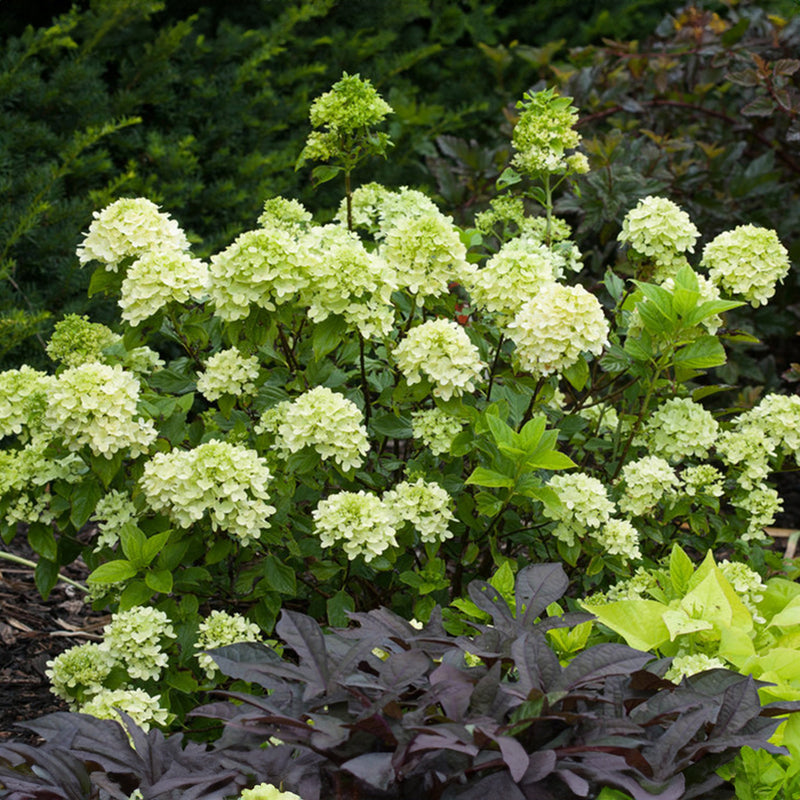 Little Lime® Hydrangea