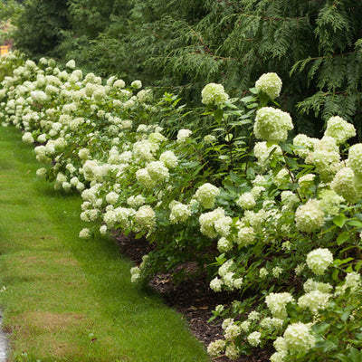 Little Lime® Hydrangea