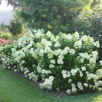 Little Lime® Hydrangea