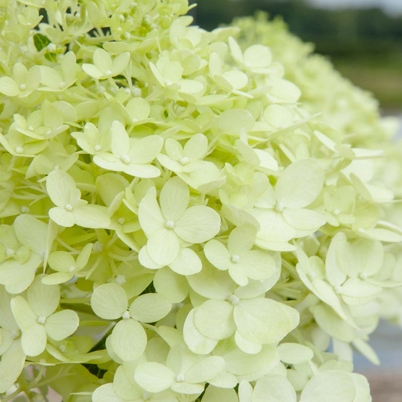 Little Lime® Hydrangea