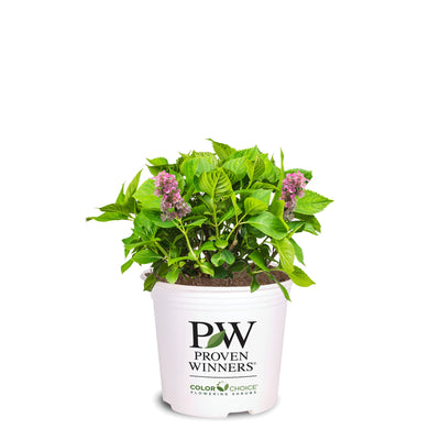 Little Quick Fire® Hydrangea Bush