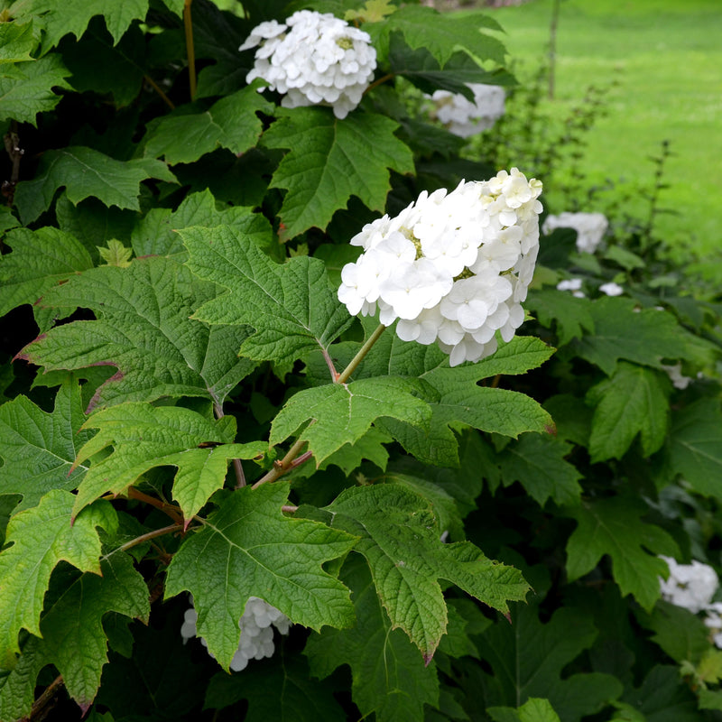White flowers from an Oakleaf hydrangea bush with green leaves in a front yard garden setting
