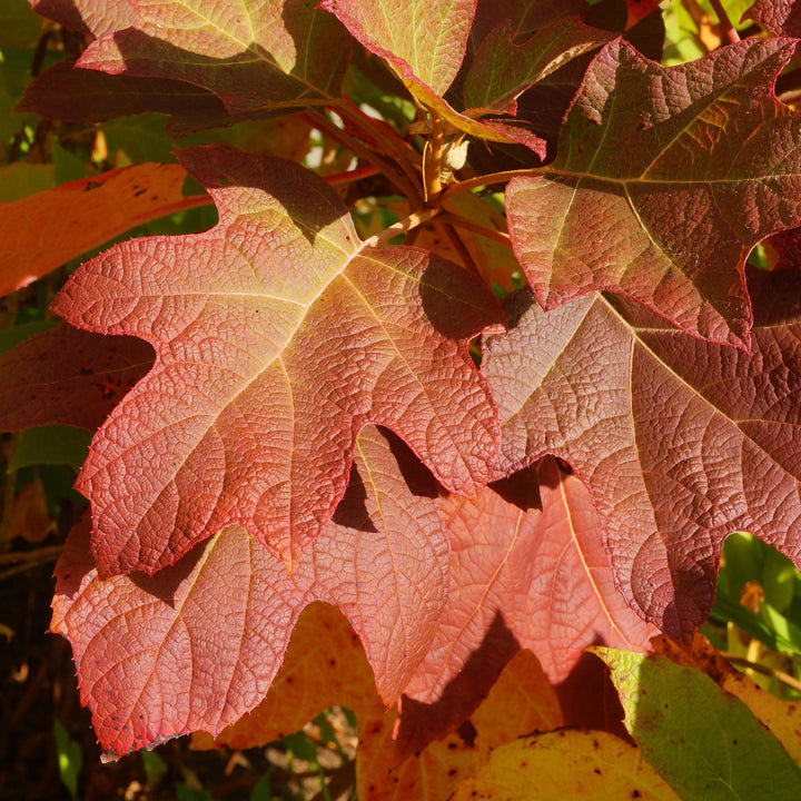 Oakleaf Hydrangea for Sale | Hydrangea quercifolia | Perfect Plants