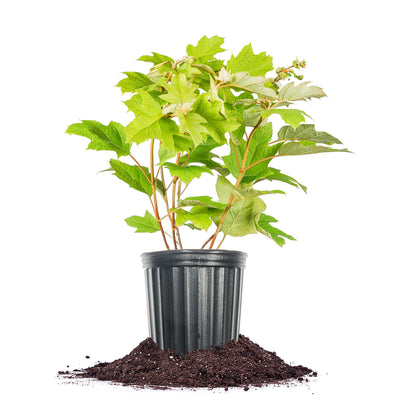 Oakleaf Hydrangea Shrub