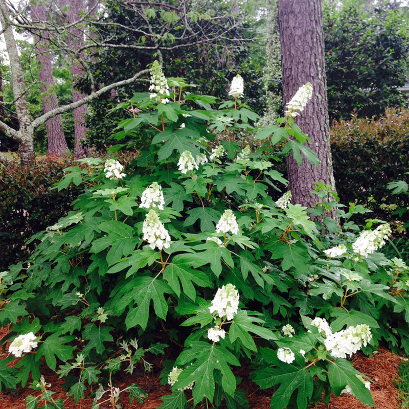 Oakleaf Hydrangea Shrub