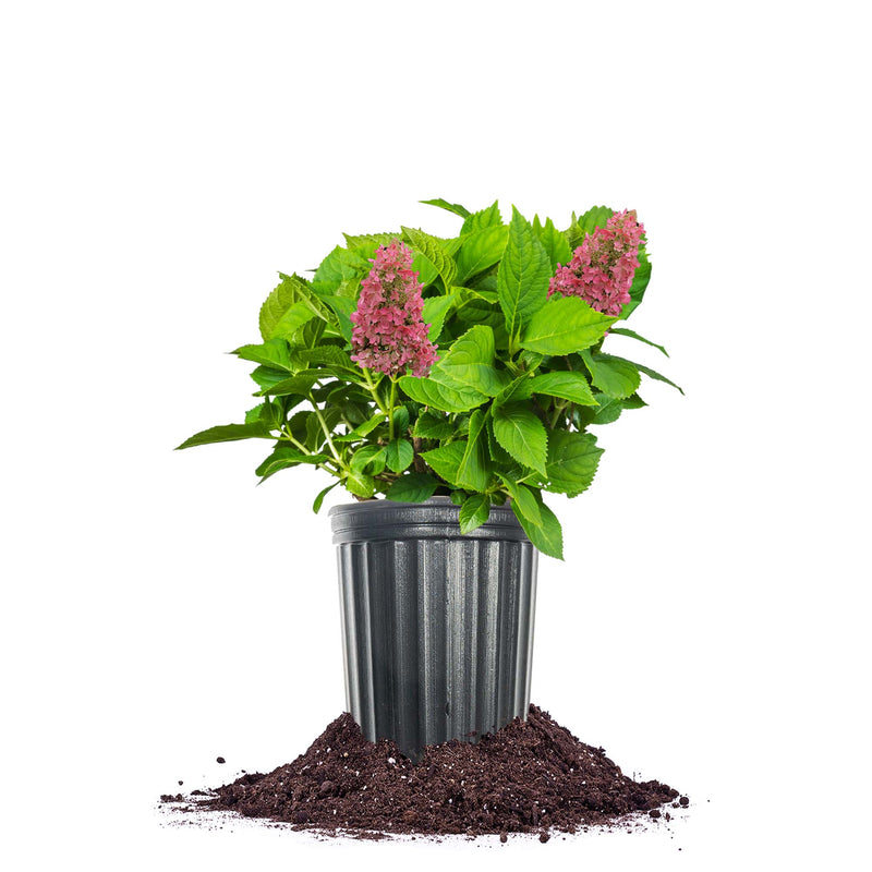 Pinky Winky Hydrangea Shrub