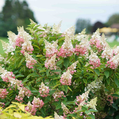 A flowering pinky winky hydrangea shrub with clusters of soft pink and white blossoms among green leaves, photographed outdoors with a blurred natural background.