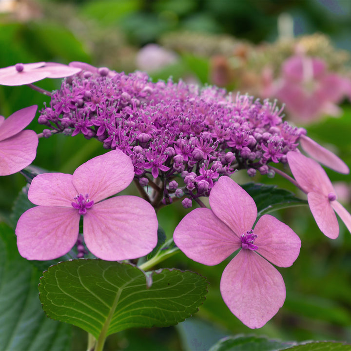 Buy Endless Summer® Twist-n-Shout® Hydrangea Shrub | Perfect Plants