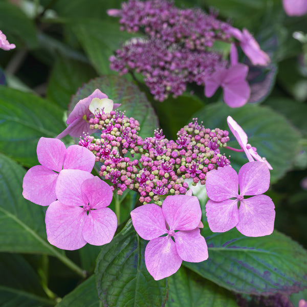 Buy Endless Summer® Twist-n-Shout® Hydrangea Shrub | Perfect Plants