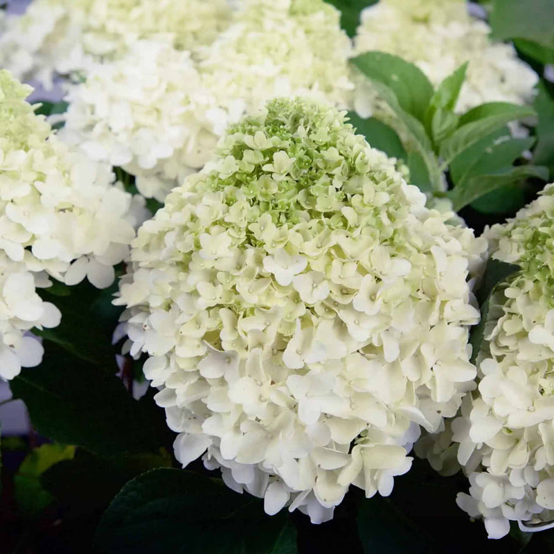 Big flowers belonging to the White Wedding Hydrangea from Southern Living Plants Collection