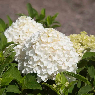 Close-up of white hydrangea flowers of the 'White Wedding Hydrangea' with green leaves on a blurred background