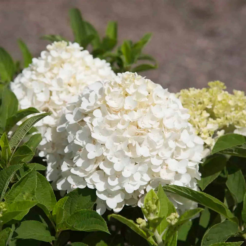 Close-up of white hydrangea flowers of the &