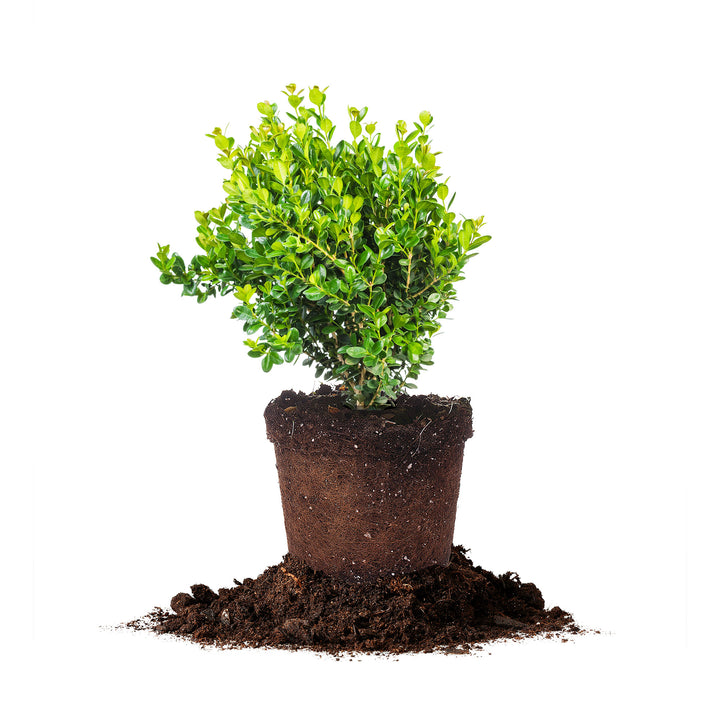 ISOFINALNEWGENBOXWOOD_720x.jpg