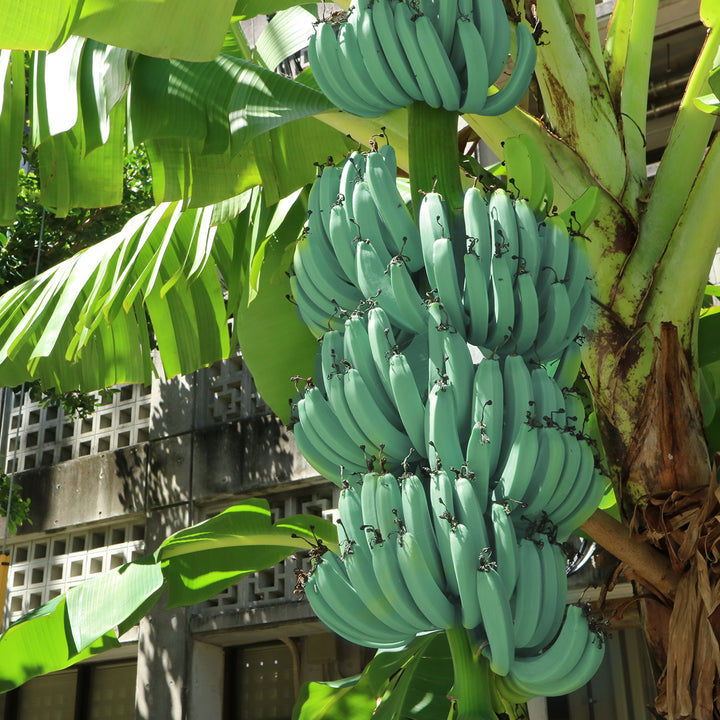ice cream banana tree bonsai Buy Blue Ice Cream Banana Tree for Sale Today