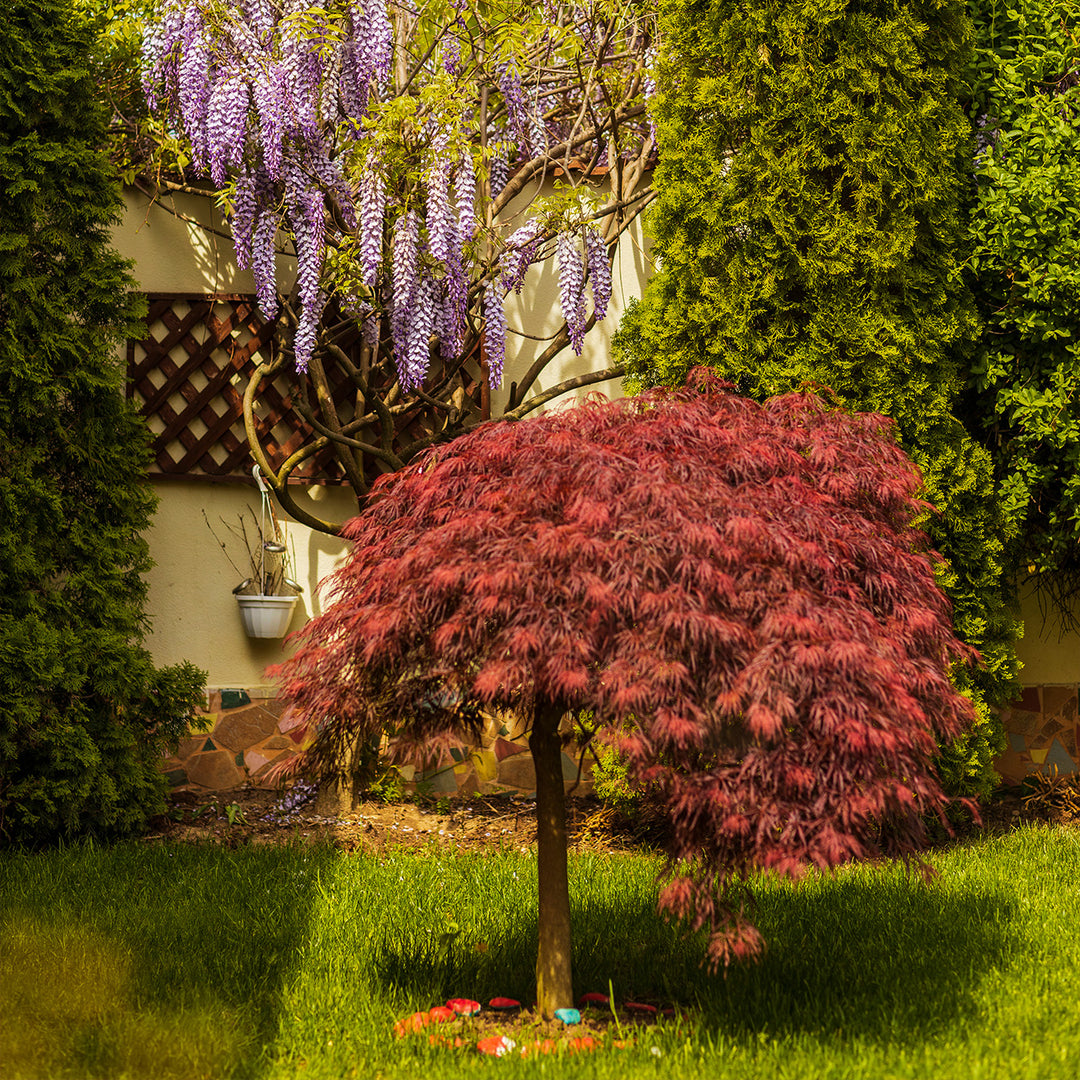 Buy Inaba Shidare Japanese Maple Tree for Sale | Perfect Plants