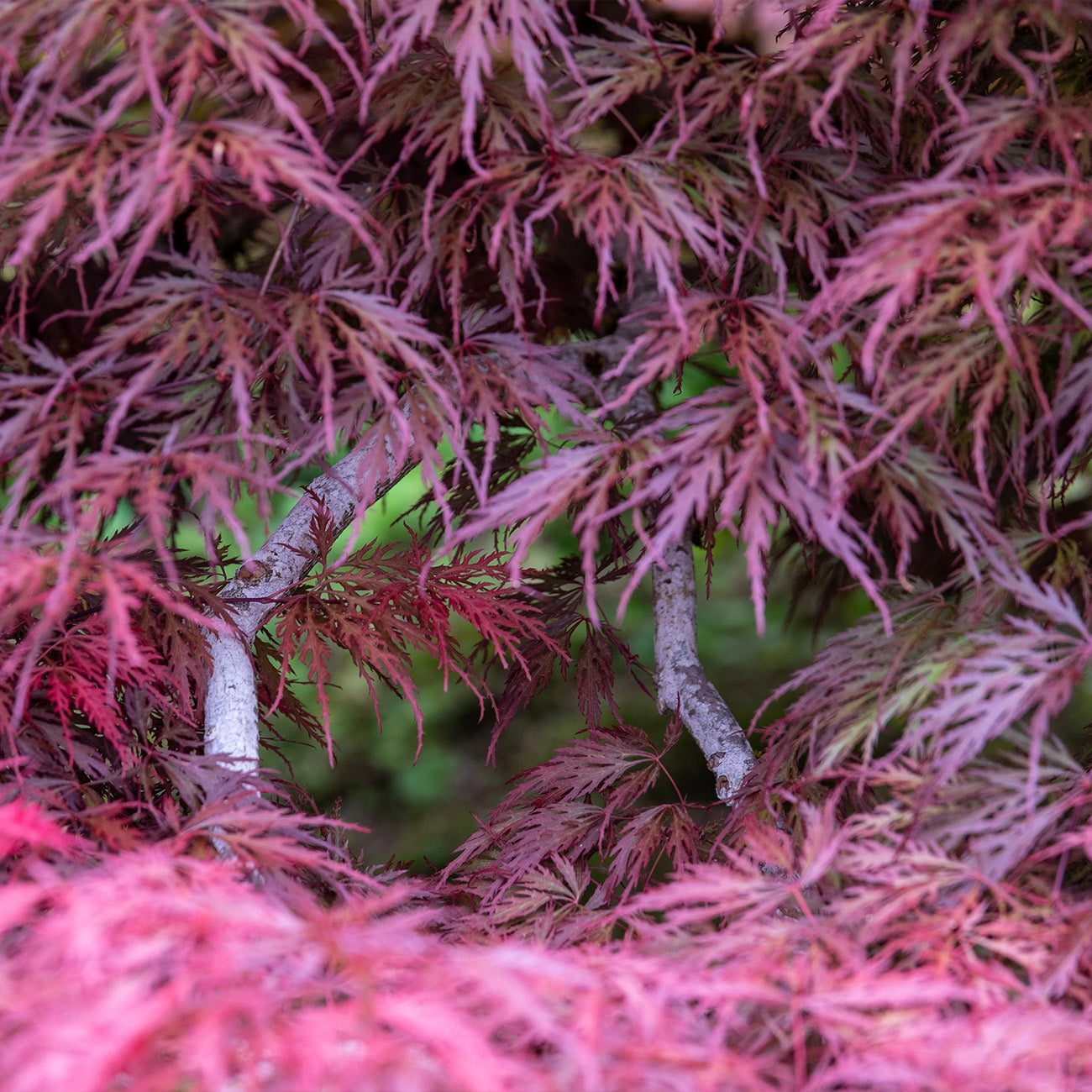 Asian Maple Tree Buy Inaba Shidare Japanese Maple Tree for Sale | Perfect Plants