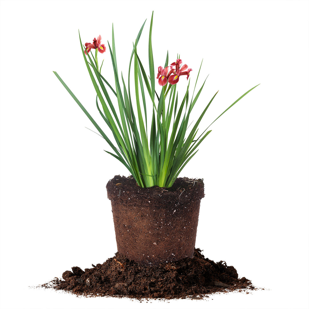 Buy Louisiana Iris Red Velvet Elvis for Sale | Perfect Plants