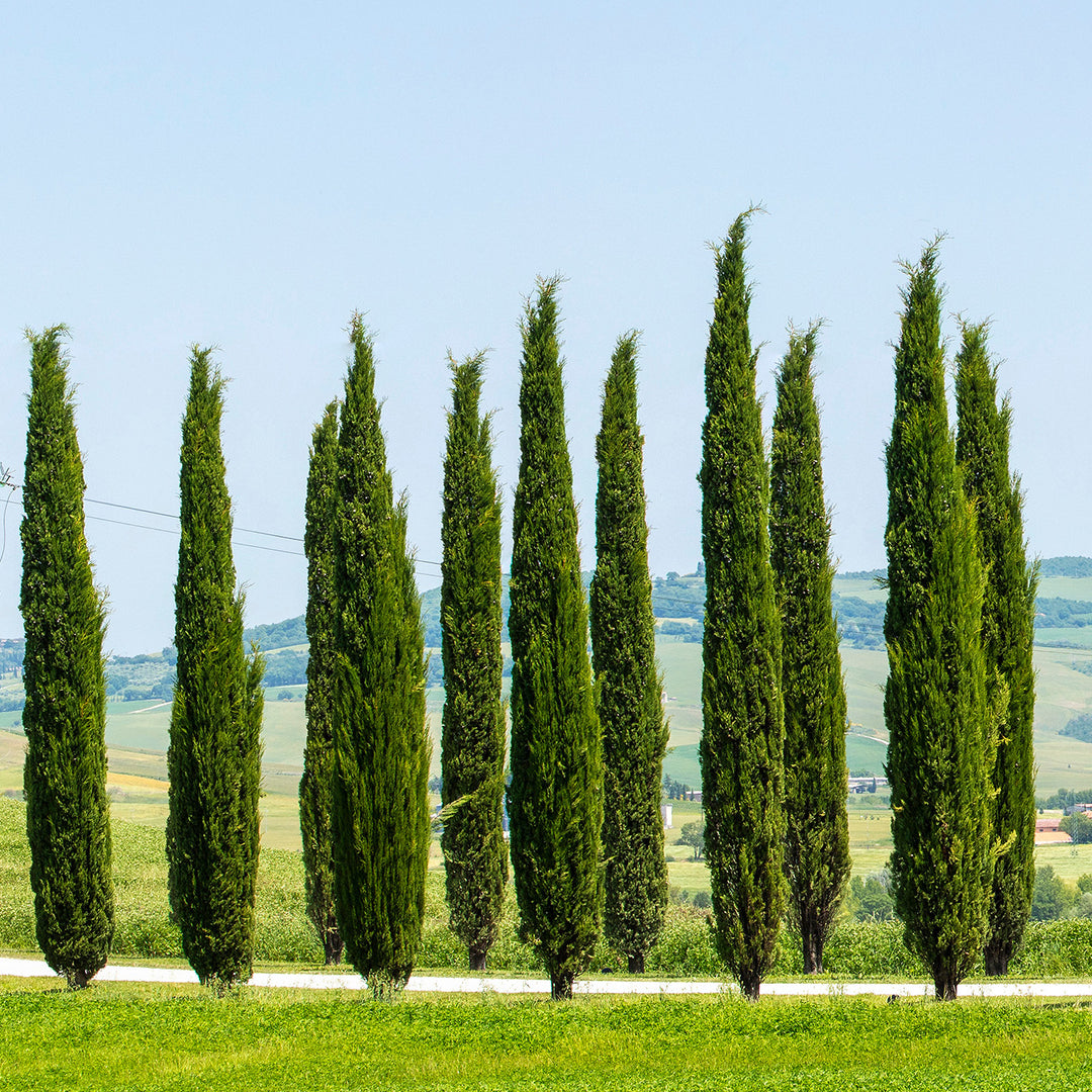 Italian Cypress Tree - 1-2 ft / Single