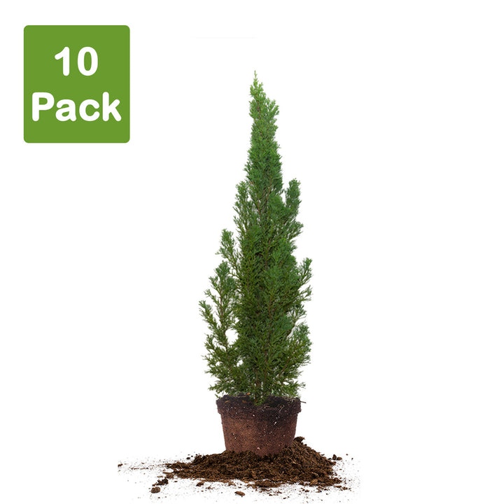 Italian Cypress Narrow Columnar, Cupressus sempervirens