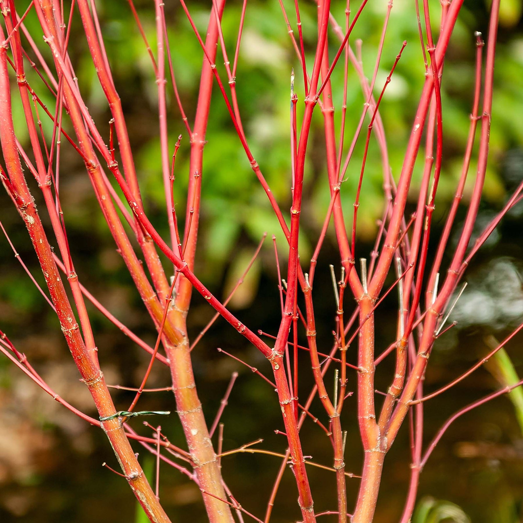 Sango Tree Buy Sango Kaku Coral Bark Japanese Maple Tree for Sale | Perfect Plants