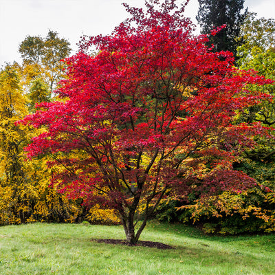 A mature bloodgood maple tree with multiple branches and stems in a green grass front yard landscape.
