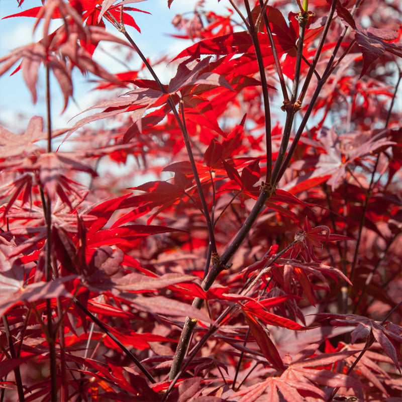 Close up of lush red leaves belonging to a Bloodgood Japanese Maple tree with a clear blue sky in the background
