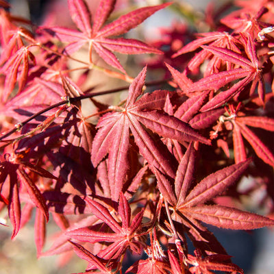 Close up of a cluster of Bloodgood Japanese Maple leaves
