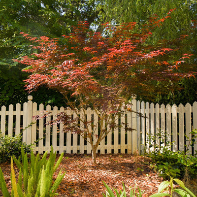 A mature Bloodgood Japanese Maple tree in a backyard landscape with a white picket fence in the background with various other landscape plants surrounding it such as foxtail ferns and camellia