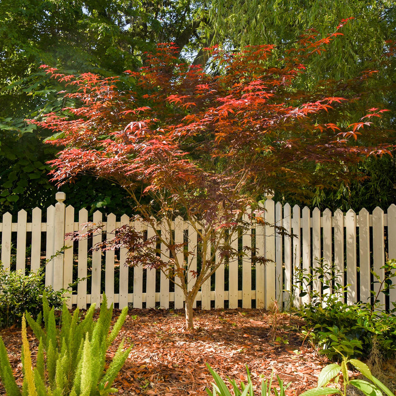 A mature Bloodgood Japanese Maple tree in a backyard landscape with a white picket fence in the background with various other landscape plants surrounding it such as foxtail ferns and camellia