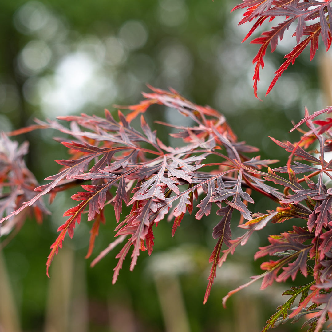 Orangeola Japanese Maple Tree - 1 Gallon