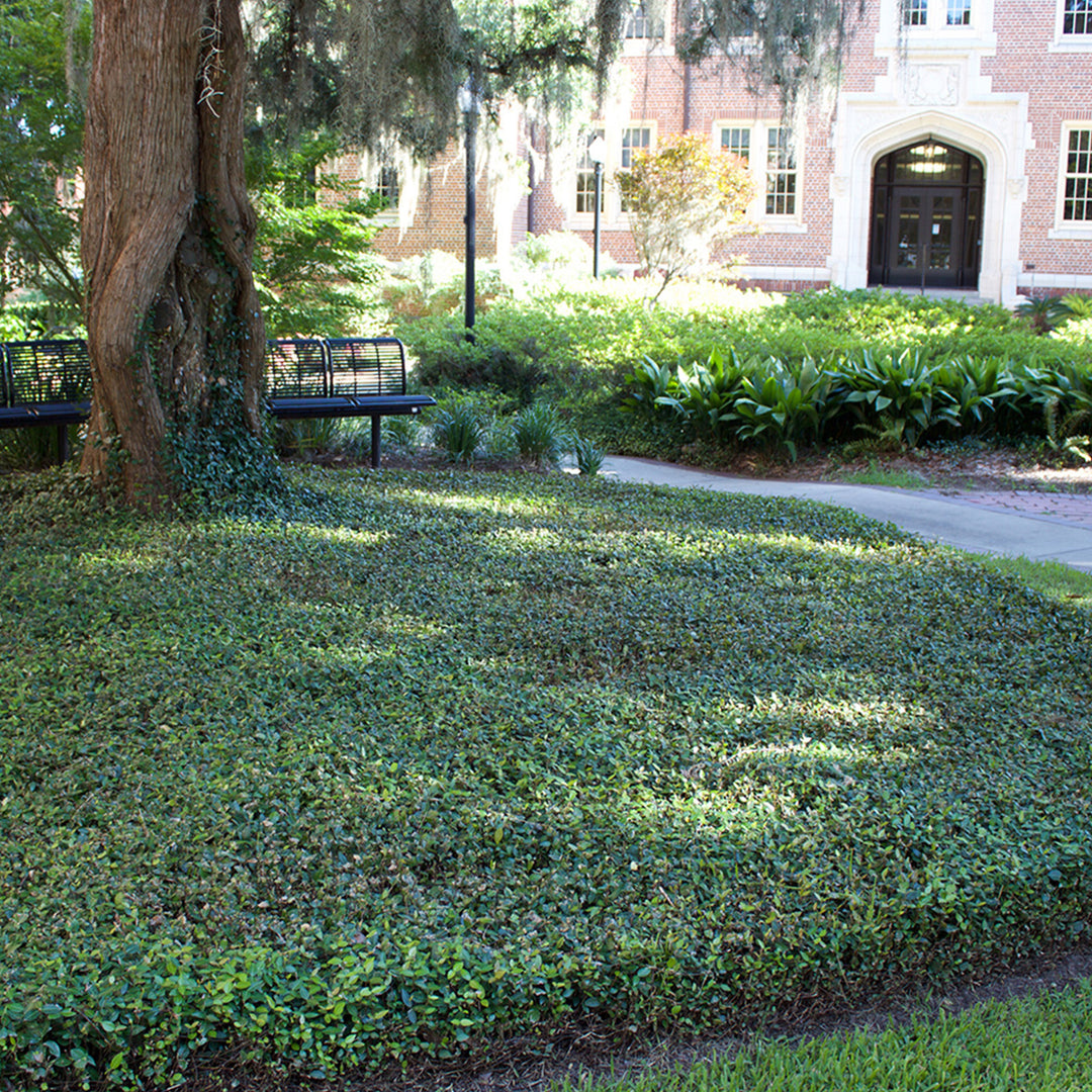 Asiatic Jasmine For Sale | Best Ground cover | Perfect Plants
