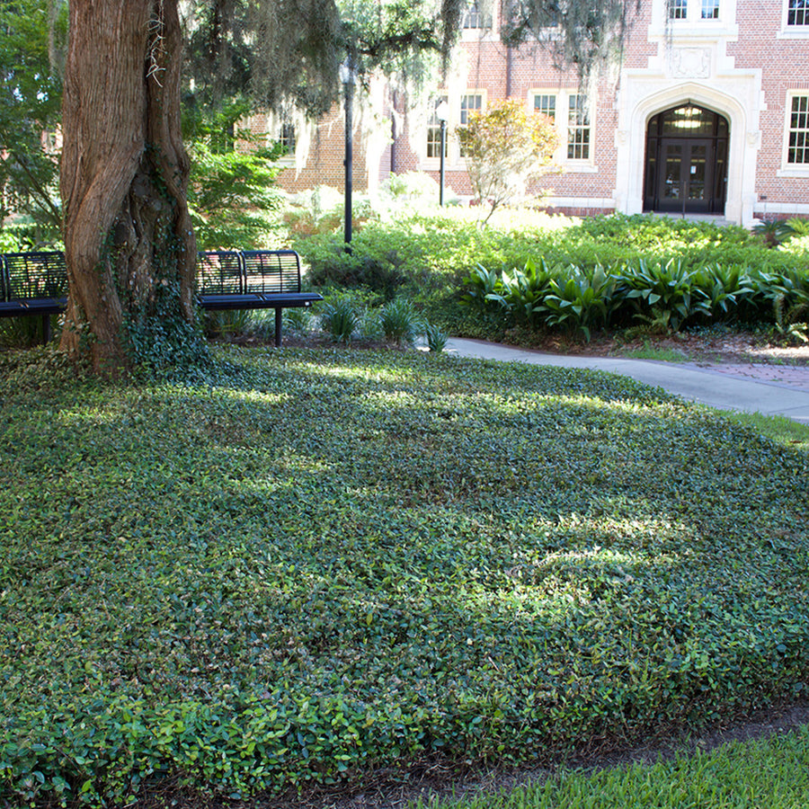 jasmine Jasmine Plants for Sale | Buy Jasmine Plants | Perfect Plants