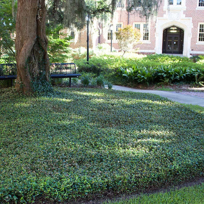 asiatic jasmine grown as ground cover in a shaded area under a large oak tree