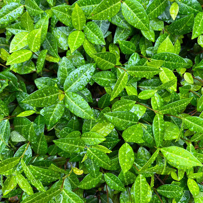Asiatic Jasmine Shrub