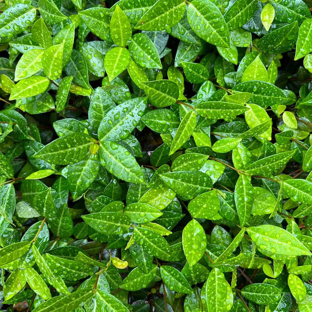 Asiatic Jasmine Ground Cover to Sale | Perfect Plants