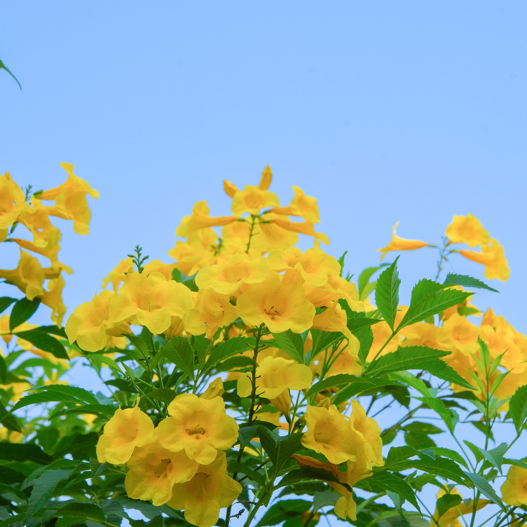 Buy Yellow Carolina Jessamine for Sale Online