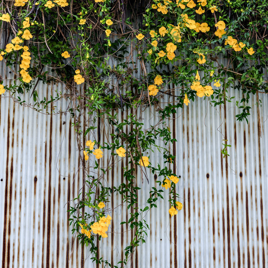 Yellow Carolina Jessamine - 3 Gallon / 4-Pack