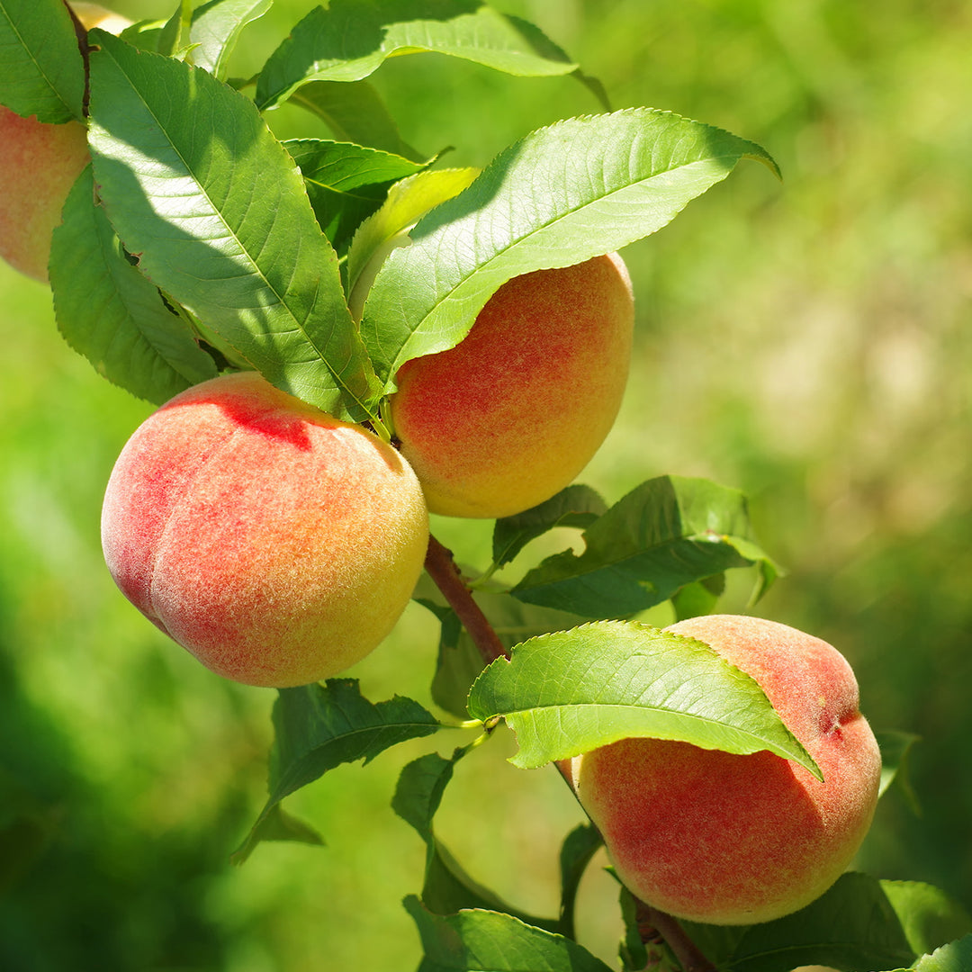 洋楽 Pollen. Peach tree. JuneGold_support5_1080x.jpg?v=
