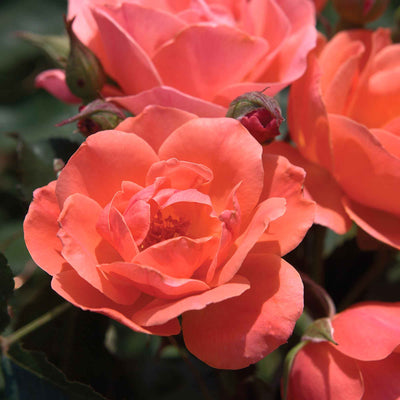 Close-up of a coral-colored rose from a Coral Knock Out Rose with green leaves in the background