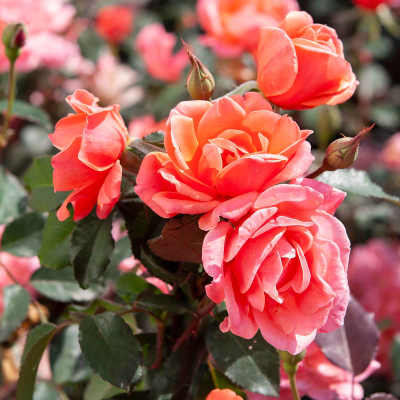Close-up of pink and orange roses of Coral Knock Out Rose bush with green leaves in the background