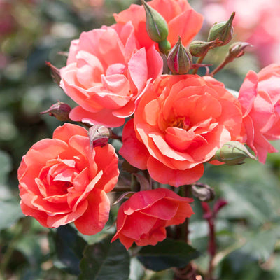 Close-up of coral Knock out roses with green buds on a blurred green background