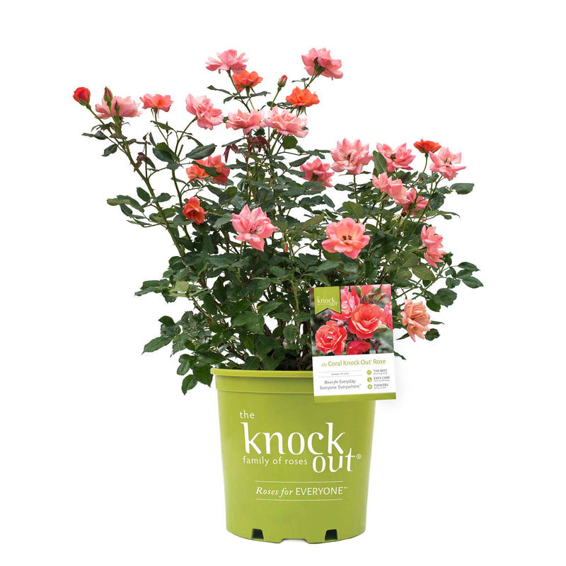 Potted Coral Knock Out Rose Bush with pink flowers labeled &